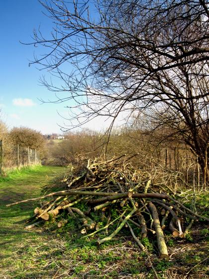 Tree Cuttings